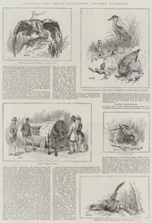 Colonial and Indian Exhibition, Western Australia